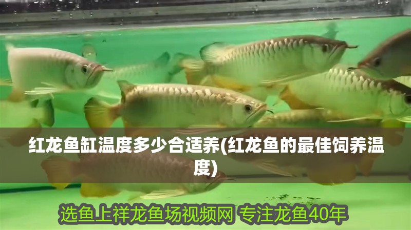 紅龍魚缸溫度多少合適養(yǎng)(紅龍魚的最佳飼養(yǎng)溫度)