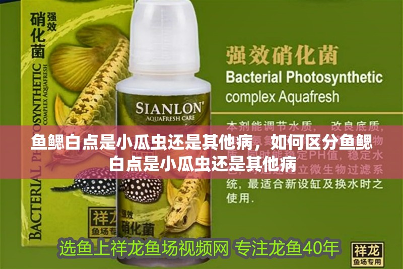 魚鰓白點是小瓜蟲還是其他病，如何區分魚鰓白點是小瓜蟲還是其他病
