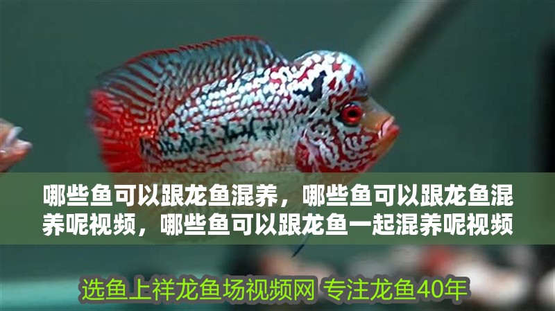 哪些魚可以跟龍魚混養，哪些魚可以跟龍魚混養呢視頻，哪些魚可以跟龍魚一起混養呢視頻