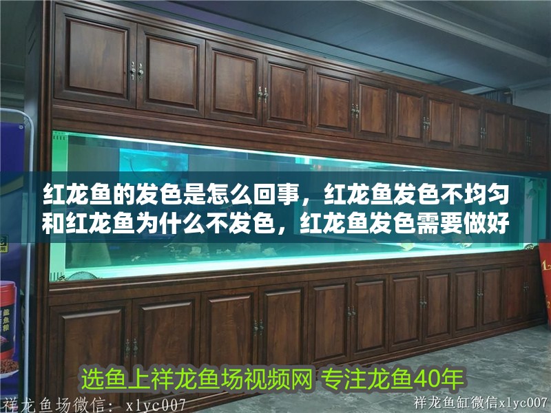 紅龍魚的發色是怎么回事，紅龍魚發色不均勻和紅龍魚為什么不發色，紅龍魚發色需要做好幾個方面