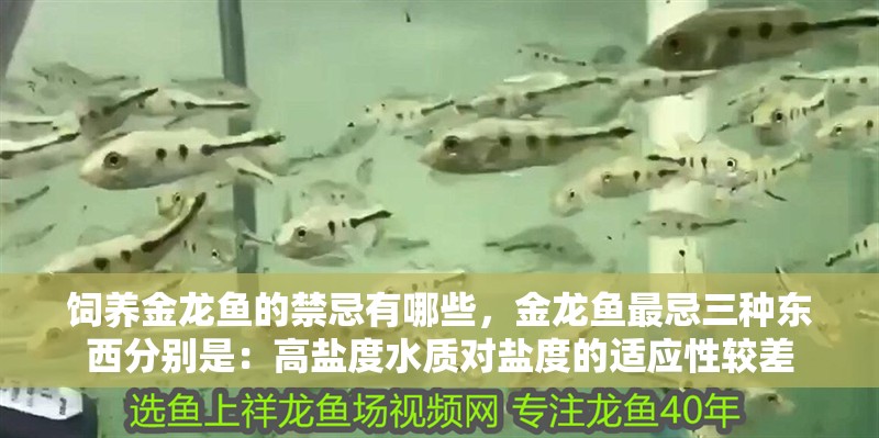 飼養金龍魚的禁忌有哪些，金龍魚最忌三種東西分別是：高鹽度水質對鹽度的適應性較差