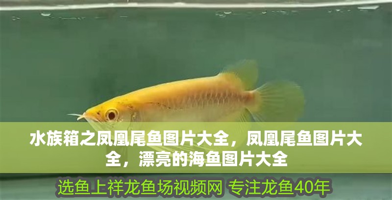 水族箱之鳳凰尾魚圖片大全，鳳凰尾魚圖片大全，漂亮的海魚圖片大全 水族箱之鳳凰尾魚圖片大全，鳳凰尾魚圖片大全，漂亮的海魚圖片大全 觀賞魚百科