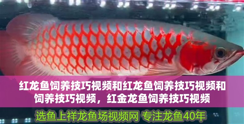 紅龍魚飼養技巧視頻和紅龍魚飼養技巧視頻和飼養技巧視頻，紅金龍魚飼養技巧視頻
