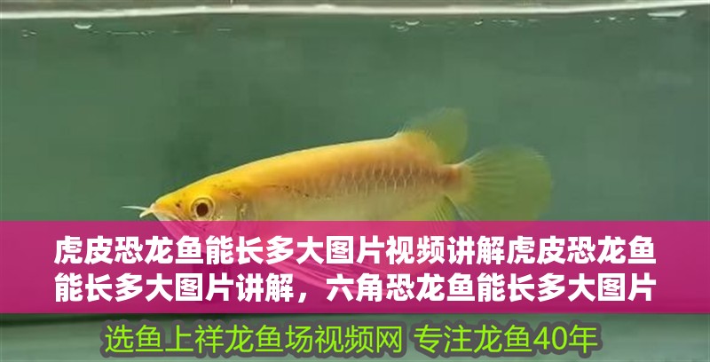 虎皮恐龍魚能長多大圖片視頻講解虎皮恐龍魚能長多大圖片講解，六角恐龍魚能長多大圖片視頻講解