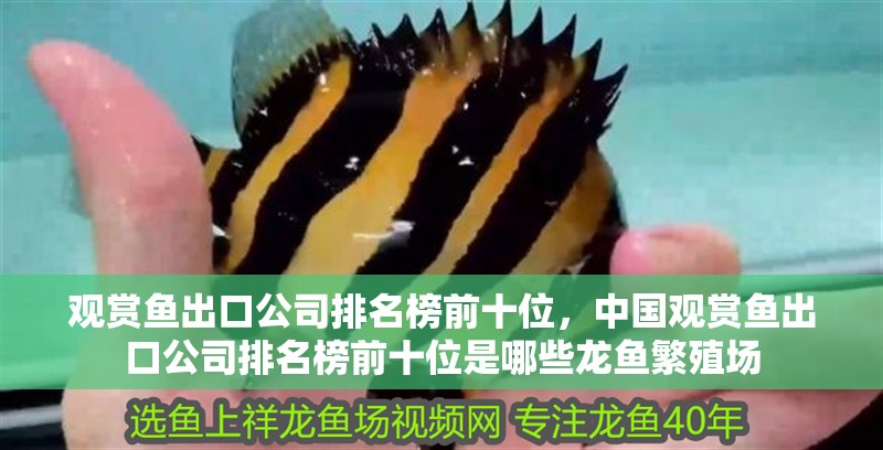 觀賞魚出口公司排名榜前十位，中國觀賞魚出口公司排名榜前十位是哪些龍魚繁殖場