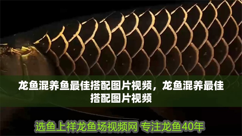 龍魚混養魚最佳搭配圖片視頻，龍魚混養最佳搭配圖片視頻