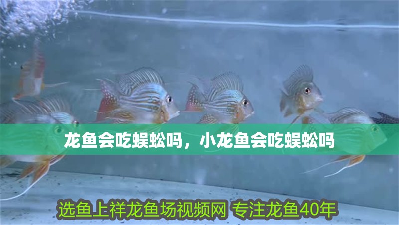 龍魚會吃蜈蚣嗎，小龍魚會吃蜈蚣嗎