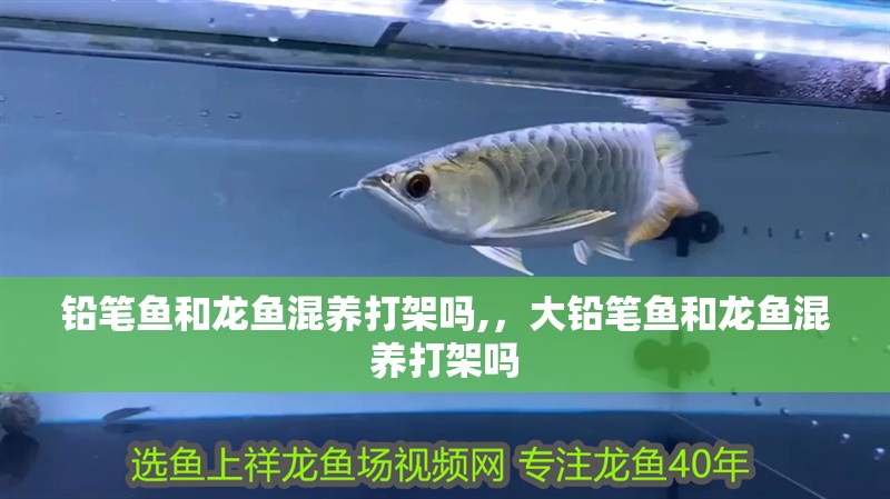 鉛筆魚和龍魚混養(yǎng)打架嗎,，大鉛筆魚和龍魚混養(yǎng)打架嗎