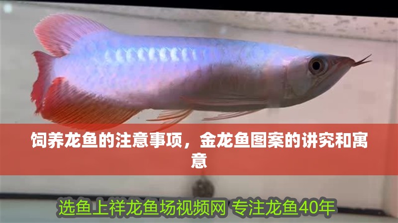 飼養(yǎng)龍魚的注意事項，金龍魚圖案的講究和寓意