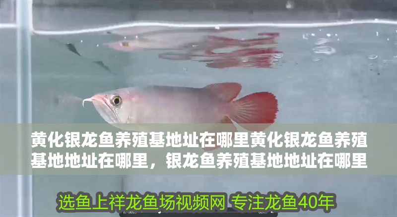 黃化銀龍魚養(yǎng)殖基地址在哪里黃化銀龍魚養(yǎng)殖基地地址在哪里，銀龍魚養(yǎng)殖基地地址在哪里