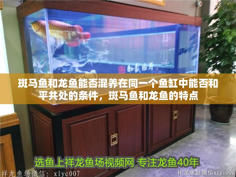 斑馬魚和龍魚能否混養(yǎng)在同一個魚缸中能否和平共處的條件，斑馬魚和龍魚的特點