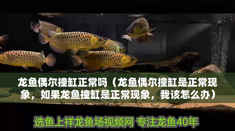 龍魚偶爾撞缸正常嗎（龍魚偶爾撞缸是正?，F象，如果龍魚撞缸是正?，F象，我該怎么辦） 龍魚偶爾撞缸正常嗎（龍魚偶爾撞缸是正?，F象，如果龍魚撞缸是正?，F象，我該怎么辦） 觀賞魚百科