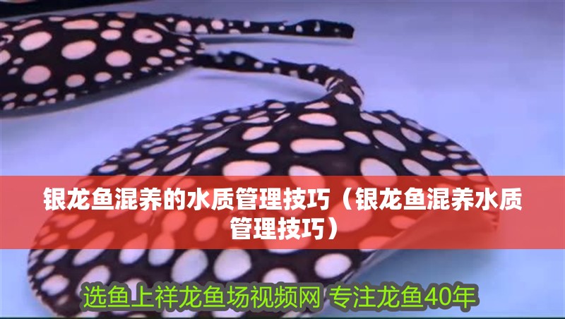 銀龍魚混養的水質管理技巧（銀龍魚混養水質管理技巧）