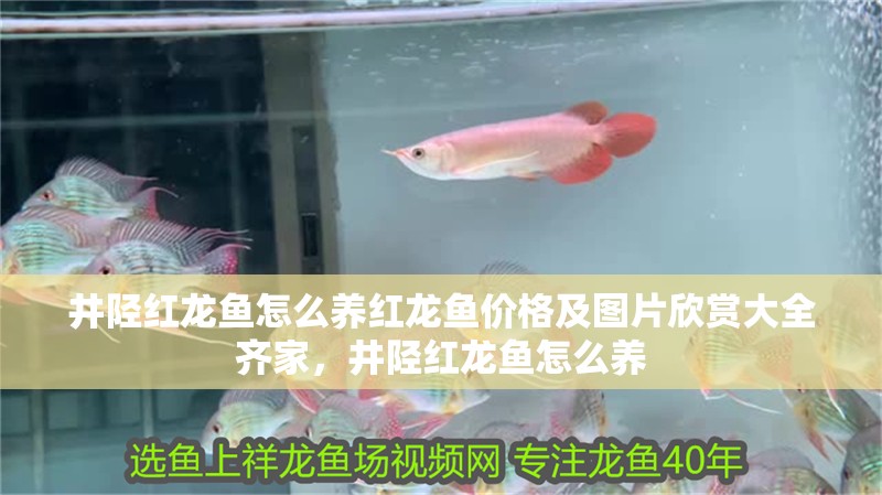 井陘紅龍魚怎么養紅龍魚價格及圖片欣賞大全齊家，井陘紅龍魚怎么養