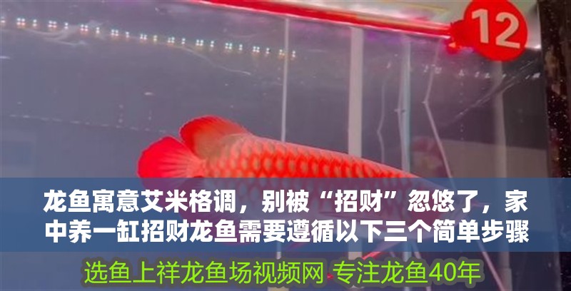 龍魚寓意艾米格調，別被“招財”忽悠了，家中養一缸招財龍魚需要遵循以下三個簡單步驟，享受好運