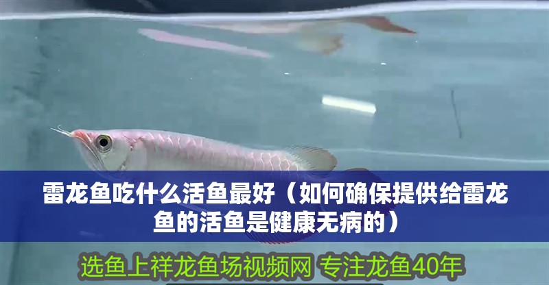 雷龍魚吃什么活魚最好（如何確保提供給雷龍魚的活魚是健康無病的）