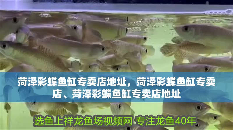菏澤彩蝶魚缸專賣店地址，菏澤彩蝶魚缸專賣店、菏澤彩蝶魚缸專賣店地址