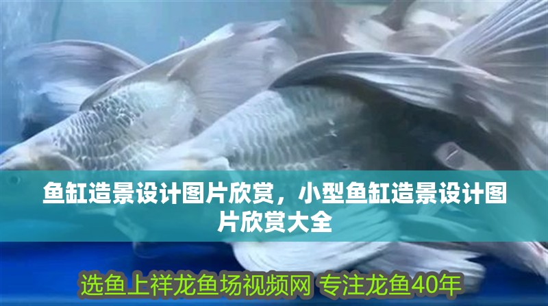 魚缸造景設(shè)計(jì)圖片欣賞，小型魚缸造景設(shè)計(jì)圖片欣賞大全