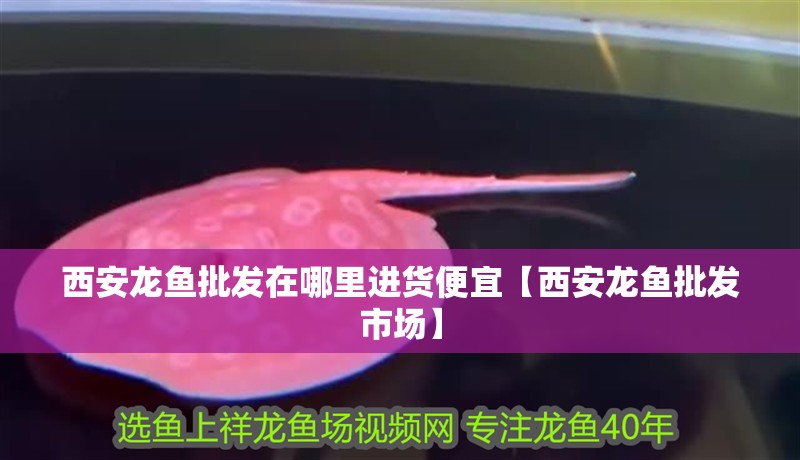 <strong><mark>西安</mark></strong>龍魚批發在哪里進貨便宜【<strong><mark>西安</mark></strong>龍魚批發市場】