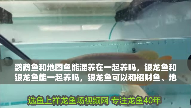 鸚鵡魚和地圖魚能混養在一起養嗎，銀龍魚和銀龍魚能一起養嗎，銀龍魚可以和招財魚、地圖魚一起養嗎？