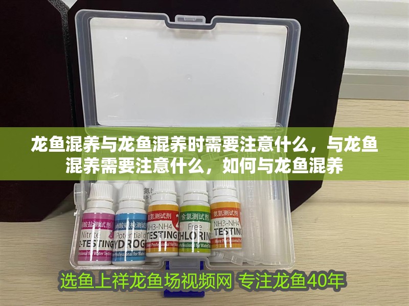 龍魚混養與龍魚混養時需要注意什么，與龍魚混養需要注意什么，如何與龍魚混養