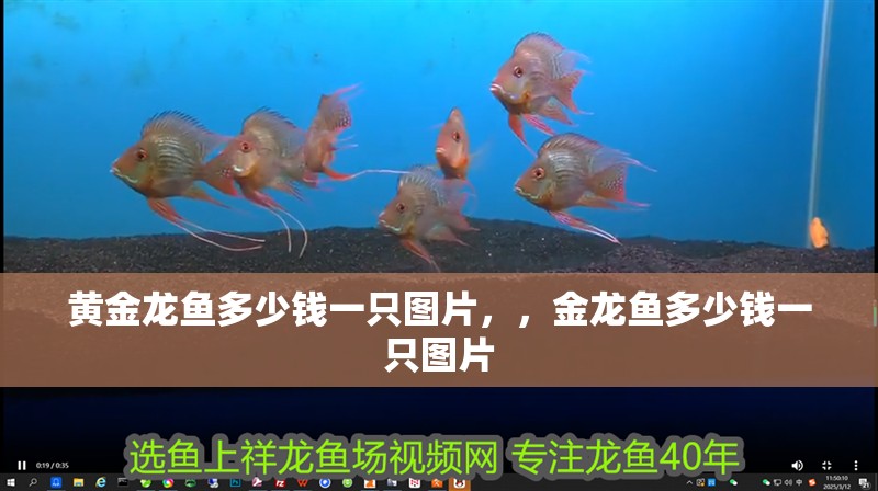 黃金龍魚多少錢一只圖片，，金龍魚多少錢一只圖片