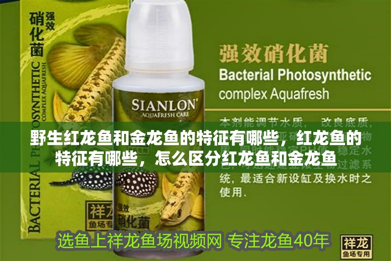 野生紅龍魚(yú)和金龍魚(yú)的特征有哪些，紅龍魚(yú)的特征有哪些，怎么區(qū)分紅龍魚(yú)和金龍魚(yú)
