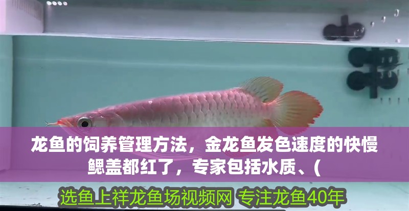 龍魚的飼養(yǎng)管理方法，金龍魚發(fā)色速度的快慢鰓蓋都紅了，專家包括水質(zhì)、( 龍魚的飼養(yǎng)管理方法，金龍魚發(fā)色速度的快慢鰓蓋都紅了，專家包括水質(zhì)、( 觀賞魚百科 第4張