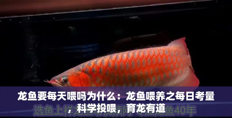 龍魚要每天喂嗎為什么：龍魚喂養(yǎng)之每日考量，科學(xué)投喂，育龍有道