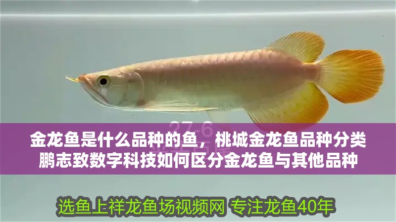 金龍魚是什么品種的魚，桃城金龍魚品種分類鵬志致數字科技如何區分金龍魚與其他品種