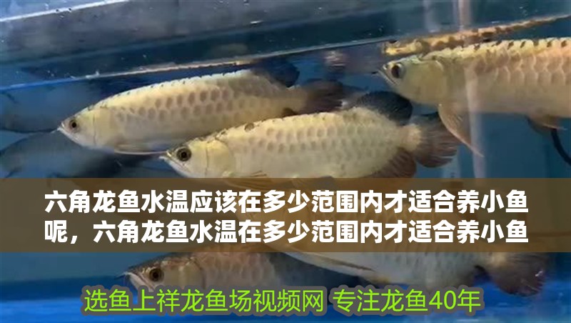六角龍魚水溫應該在多少范圍內才適合養小魚呢，六角龍魚水溫在多少范圍內才適合養小魚呢 六角龍魚水溫應該在多少范圍內才適合養小魚呢，六角龍魚水溫在多少范圍內才適合養小魚呢 觀賞魚百科 第2張