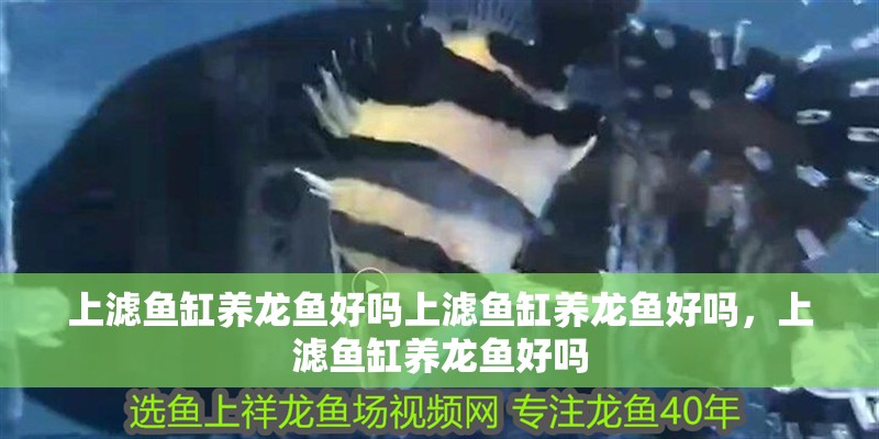 上濾魚(yú)缸養(yǎng)龍魚(yú)好嗎上濾魚(yú)缸養(yǎng)龍魚(yú)好嗎，上濾魚(yú)缸養(yǎng)龍魚(yú)好嗎