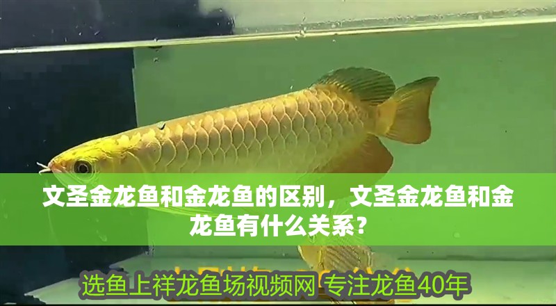 文圣金龍魚和金龍魚的區(qū)別，文圣金龍魚和金龍魚有什么關(guān)系？