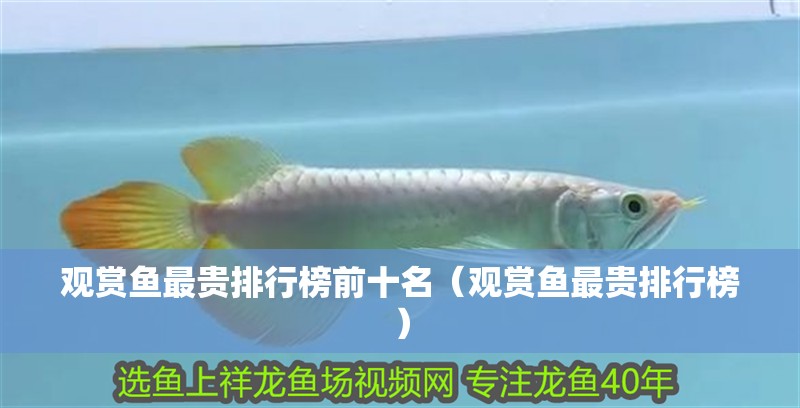 觀賞魚最貴排行榜前十名（觀賞魚最貴排行榜）