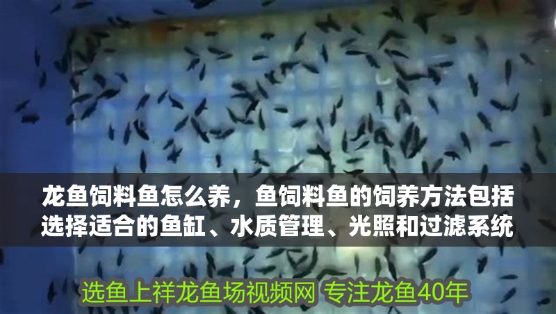 龍魚飼料魚怎么養(yǎng)，魚飼料魚的飼養(yǎng)方法包括選擇適合的魚缸、水質(zhì)管理、光照和過濾系統(tǒng)
