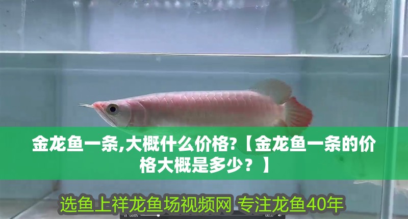 金龍魚一條,大概什么價格?【金龍魚一條的價格大概是多少？】