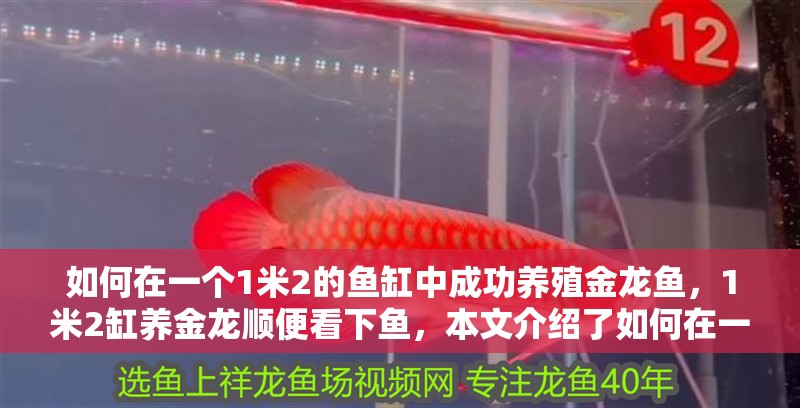 如何在一個1米2的魚缸中成功養殖金龍魚，1米2缸養金龍順便看下魚，本文介紹了如何在一個1米2的魚缸中成功養殖金龍魚 如何在一個1米2的魚缸中成功養殖金龍魚，1米2缸養金龍順便看下魚，本文介紹了如何在一個1米2的魚缸中成功養殖金龍魚 觀賞魚百科