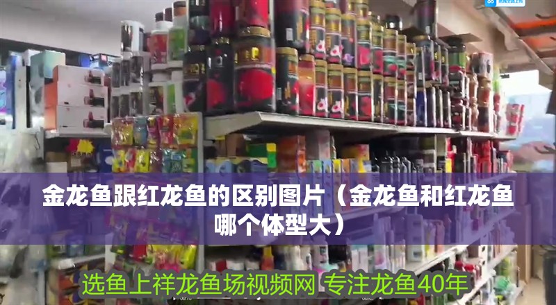 金龍魚跟紅龍魚的區別圖片（金龍魚和紅龍魚哪個體型大）