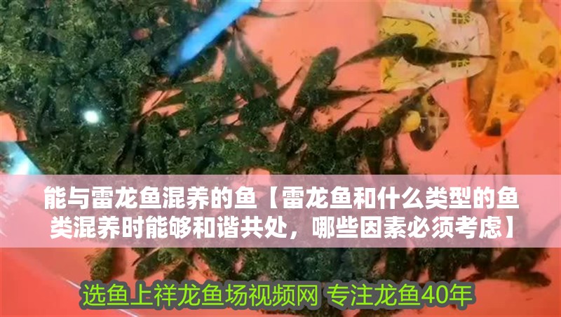能與雷龍魚混養的魚【雷龍魚和什么類型的魚類混養時能夠和諧共處，哪些因素必須考慮】