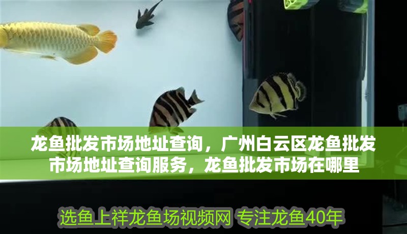 龍魚批發市場地址查詢，廣州白云區龍魚批發市場地址查詢服務，龍魚批發市場在哪里