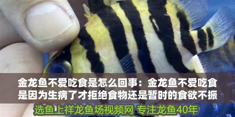金龍魚不愛吃食是怎么回事：金龍魚不愛吃食是因為生病了才拒絕食物還是暫時的食欲不振
