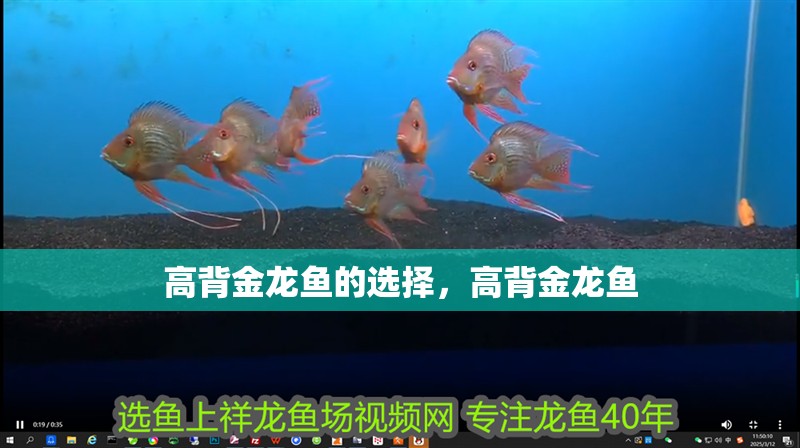 高背金龍魚的選擇，高背金龍魚