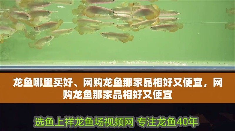 龍魚哪里買好、網購龍魚那家品相好又便宜，網購龍魚那家品相好又便宜