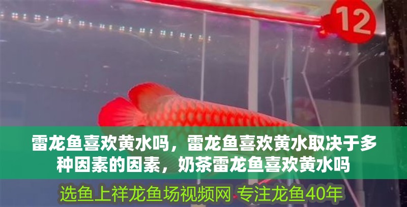 雷龍魚喜歡黃水嗎，雷龍魚喜歡黃水取決于多種因素的因素，奶茶雷龍魚喜歡黃水嗎