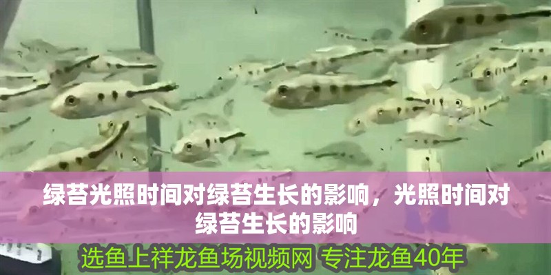 綠苔光照時(shí)間對(duì)綠苔生長(zhǎng)的影響，光照時(shí)間對(duì)綠苔生長(zhǎng)的影響 綠苔光照時(shí)間對(duì)綠苔生長(zhǎng)的影響，光照時(shí)間對(duì)綠苔生長(zhǎng)的影響 觀賞魚(yú)百科 第2張