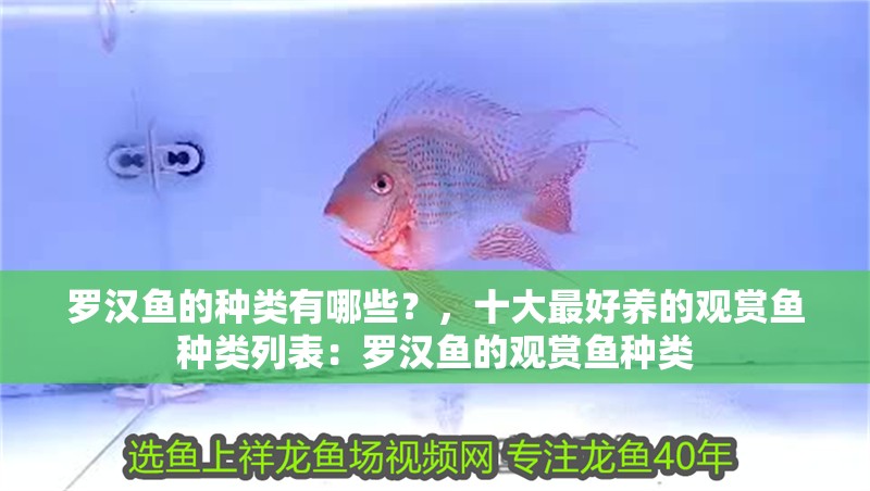 羅漢魚的種類有哪些？，十大最好養(yǎng)的觀賞魚種類列表：羅漢魚的觀賞魚種類