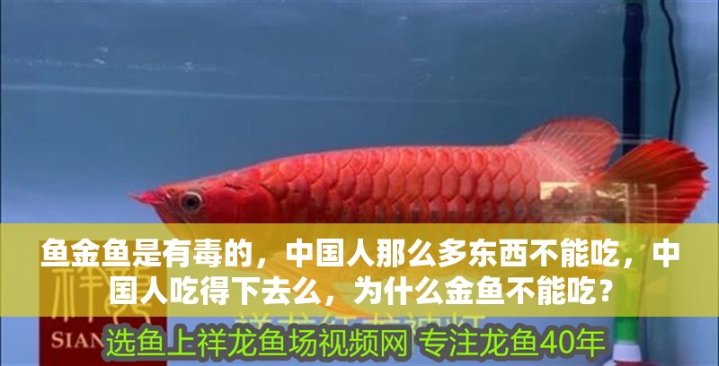 魚金魚是有毒的，中國人那么多東西不能吃，中國人吃得下去么，為什么金魚不能吃？