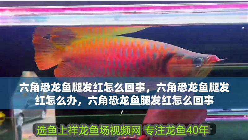 六角恐龍魚腿發紅怎么回事，六角恐龍魚腿發紅怎么辦，六角恐龍魚腿發紅怎么回事