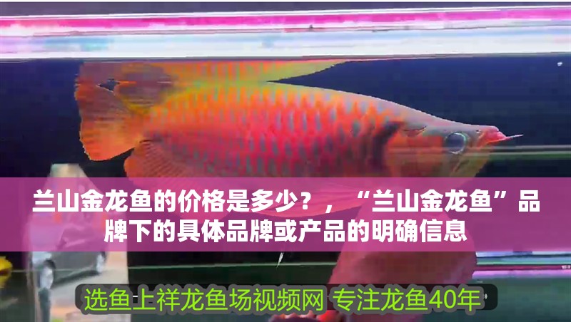 蘭山金龍魚的價格是多少？，“蘭山金龍魚”品牌下的具體品牌或產品的明確信息