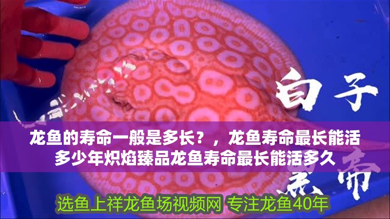 龍魚的壽命一般是多長？，龍魚壽命最長能活多少年熾焰臻品龍魚壽命最長能活多久